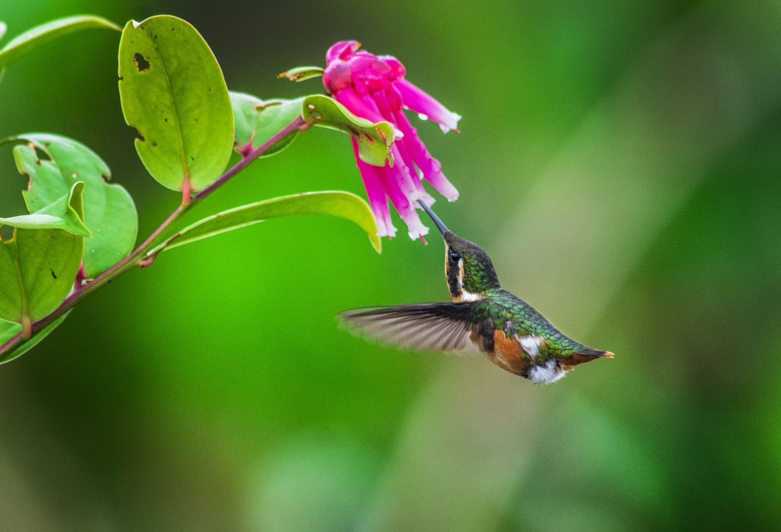 Tarapoto y Alto Mayo: Turismo y Naturaleza en Valor